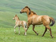 Download Horses / Animals