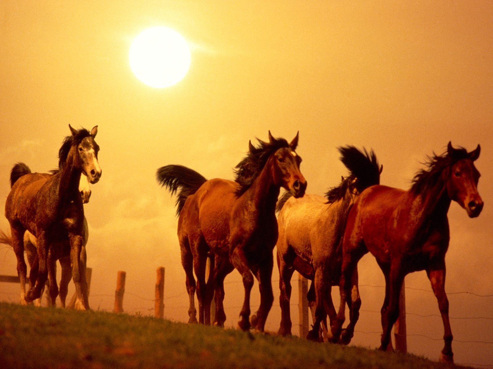 Download HQ Horses wallpaper / Animals / 1600x1200