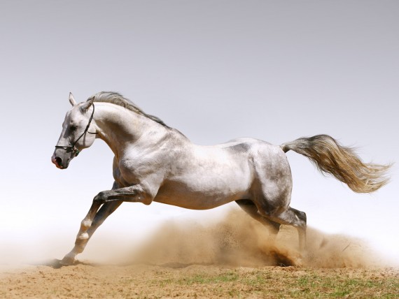 Free Send to Mobile Phone rides Horses wallpaper num.82