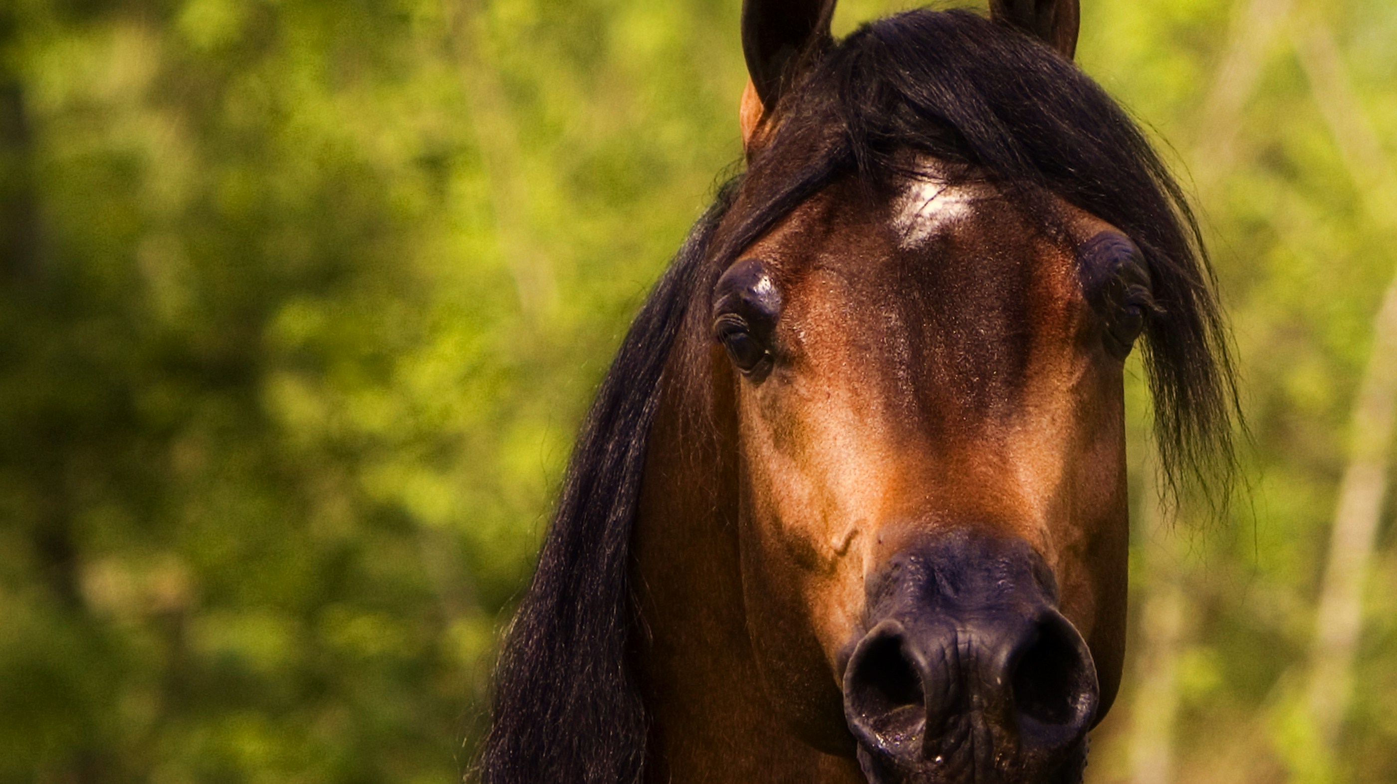 Download HQ Horses wallpaper / Animals / 2800x1572