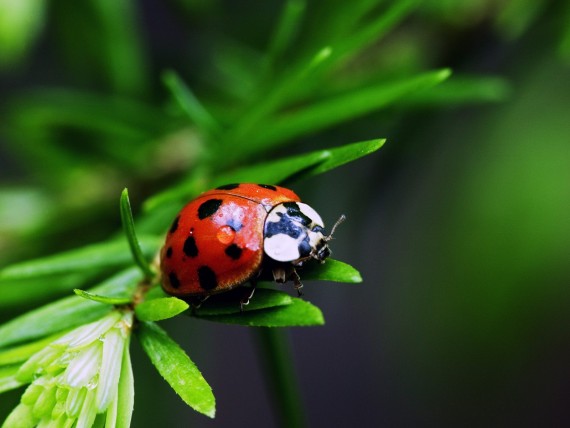 Free Send to Mobile Phone Insects Animals wallpaper num.30