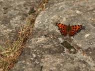 Papillon sur roche / Insects