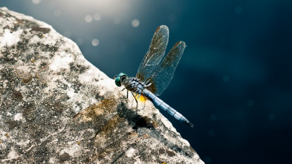 Free Send to Mobile Phone dragonfly pauses Insects wallpaper num.103