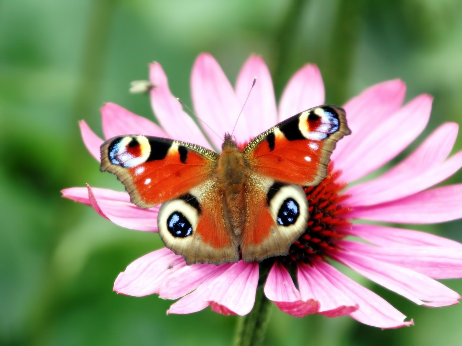 Download HQ butterfly red Insects wallpaper / 1600x1200
