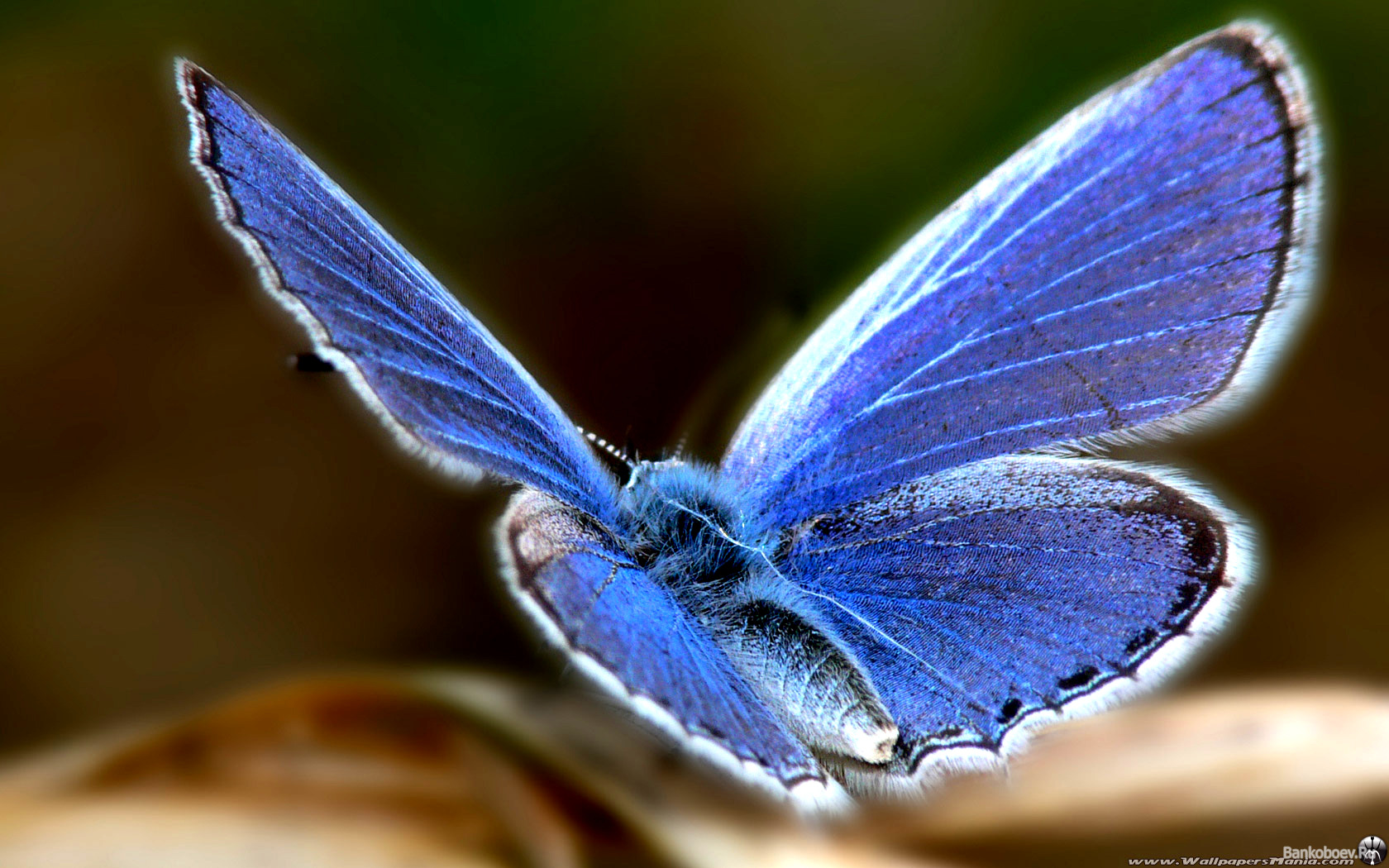 Download High quality butterfly blue Insects wallpaper / 1680x1050