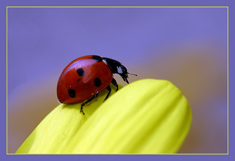 Download Insects / Animals wallpaper / 800x550