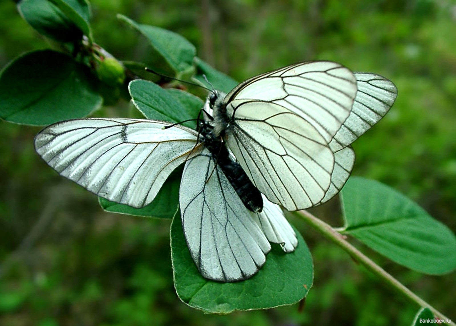 Download full size butterfly white Insects wallpaper / 1600x1147