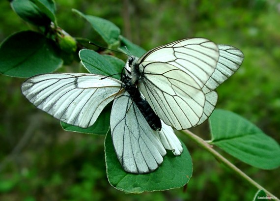 Free Send to Mobile Phone butterfly white Insects wallpaper num.95