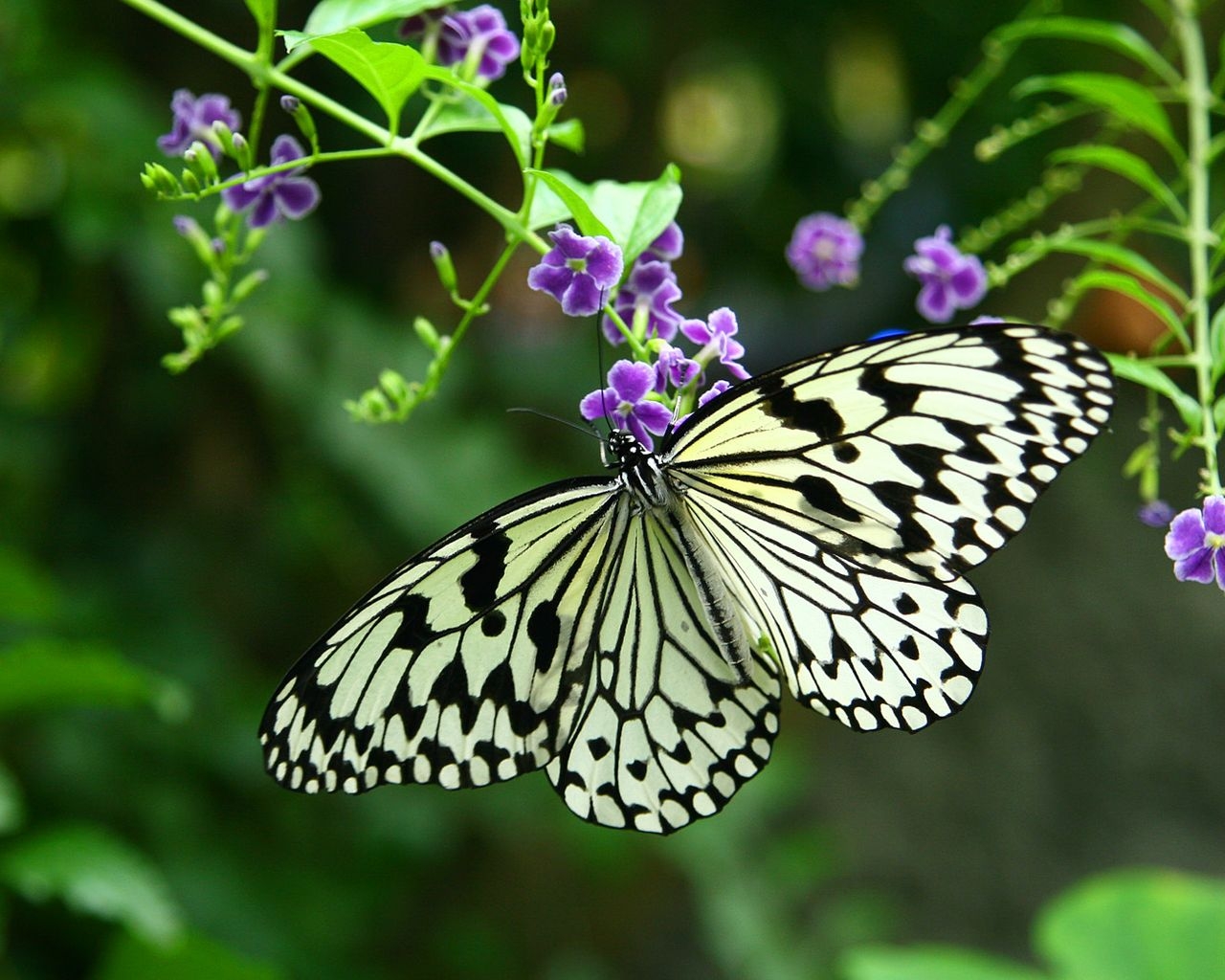 Download High quality butterfly white Insects wallpaper / 1280x1024
