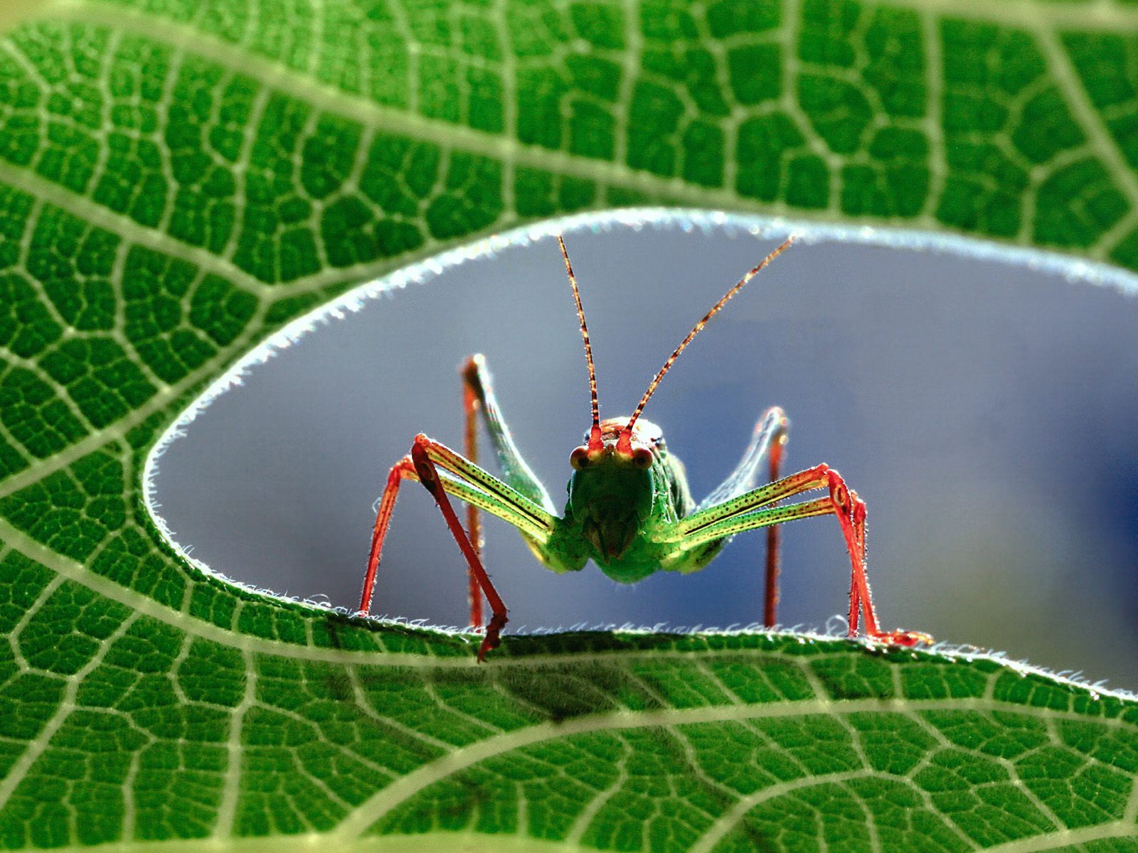 Download full size Insects wallpaper / Animals / 1600x1200