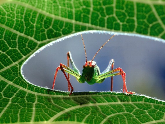 Free Send to Mobile Phone Insects Animals wallpaper num.5