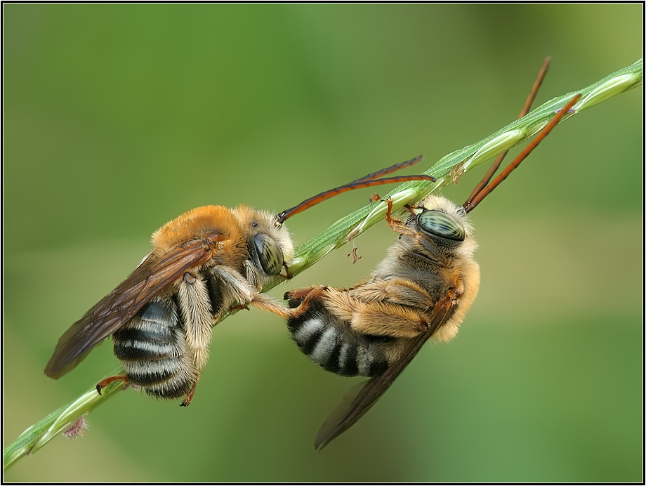 Download Insects / Animals wallpaper / 920x692