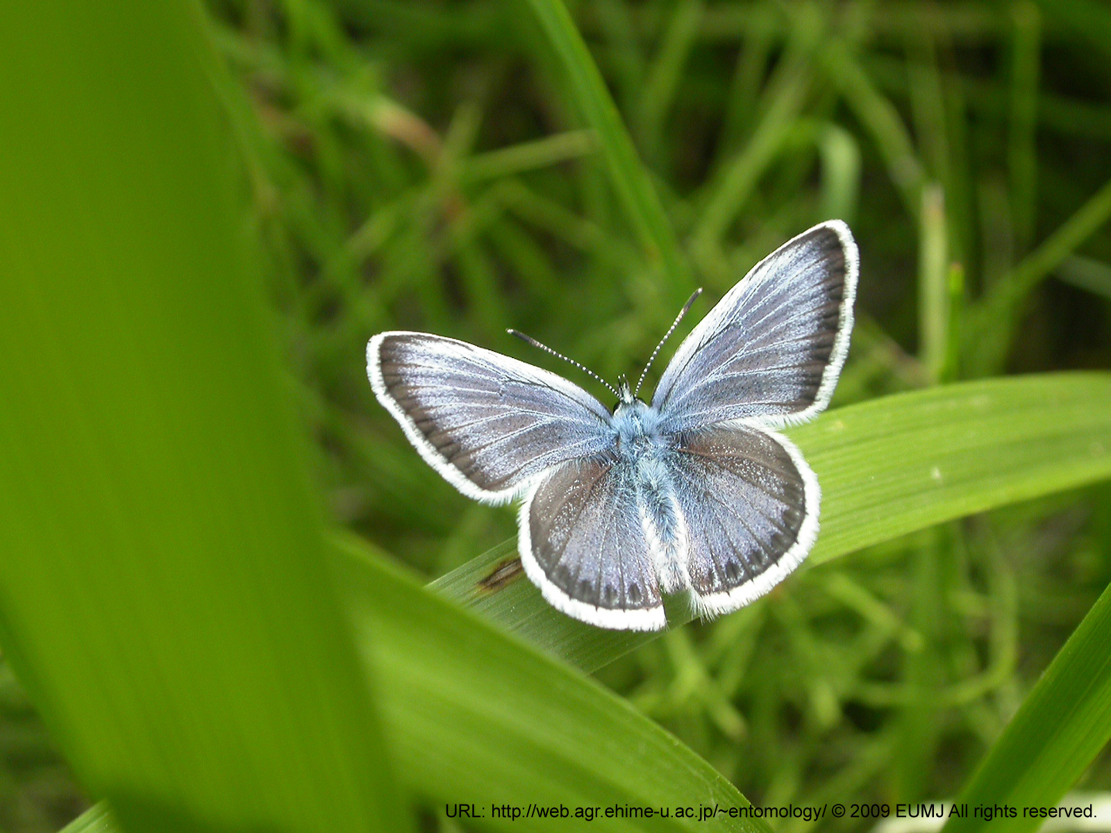 Download full size butterfly grey Insects wallpaper / 1600x1200