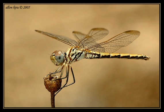 Free Send to Mobile Phone Insects Animals wallpaper num.59