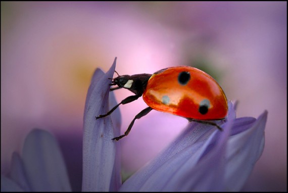 Free Send to Mobile Phone Insects Animals wallpaper num.57
