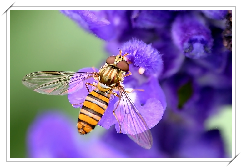 Download Insects / Animals wallpaper / 774x537