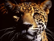 Muzzle / Jaguars