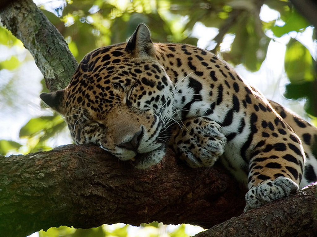 Download Sleeping Jaguars wallpaper / 1024x768
