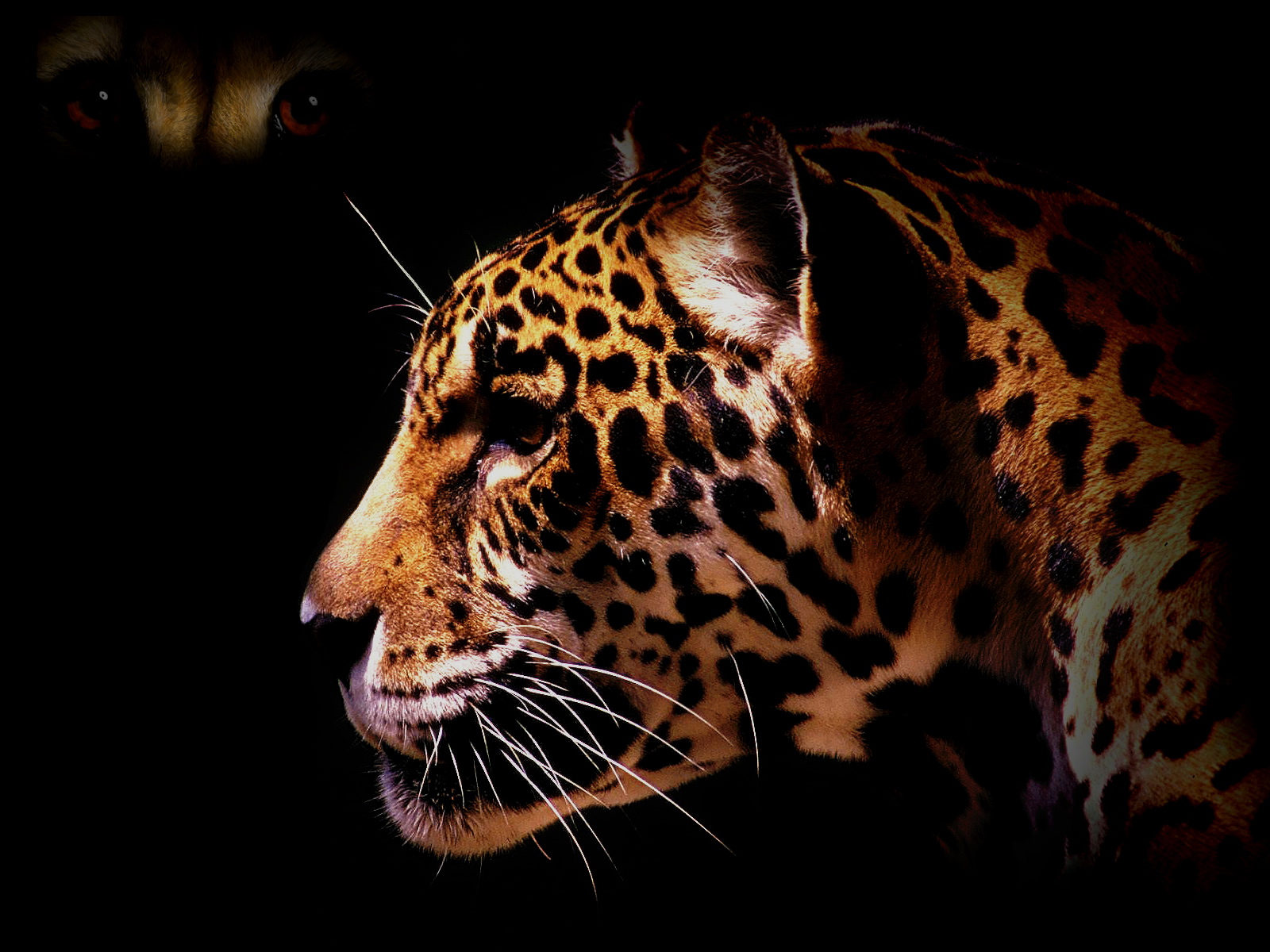 Download High quality Muzzle Jaguars wallpaper / 1600x1200