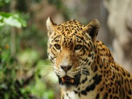 Muzzle / Jaguars