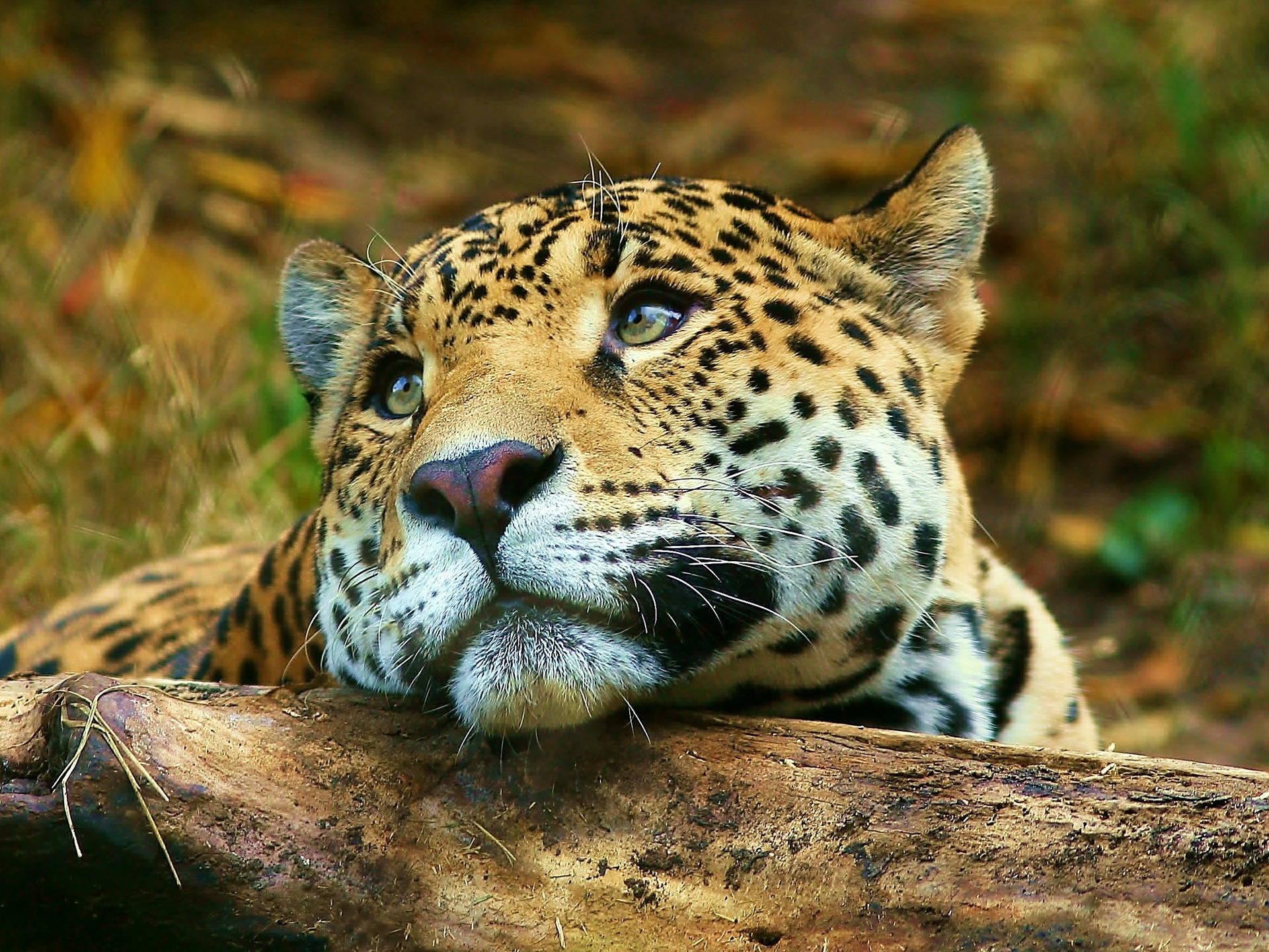 Download High quality Dreaming predator Jaguars wallpaper / 1920x1440