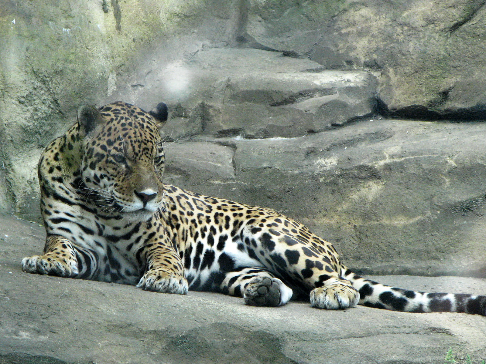 Download full size Resting Jaguars wallpaper / 1600x1200