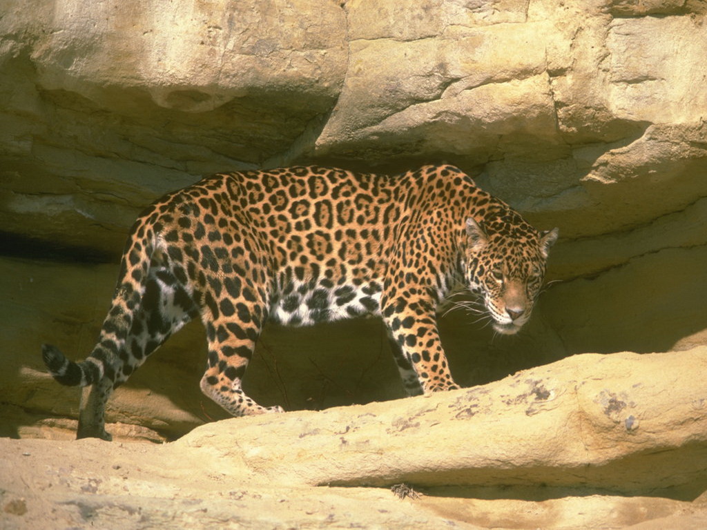 Full size In cave Jaguars wallpaper / 1024x768