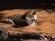 In brook / Jaguars