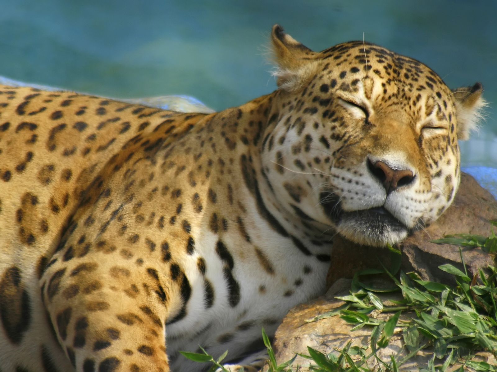 Download HQ Sleeping Jaguars wallpaper / 1600x1200