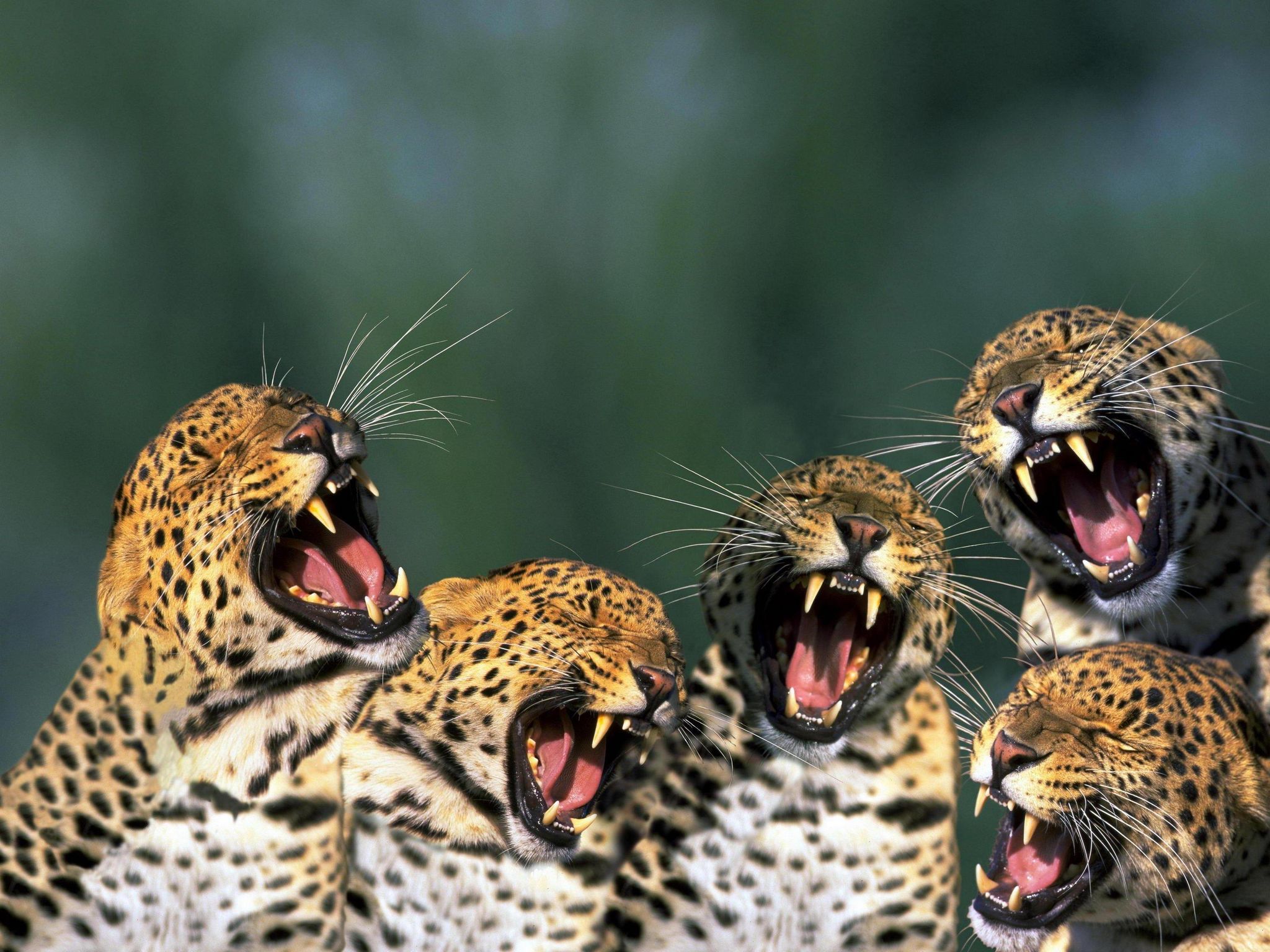 Download full size Five yawning predator Jaguars wallpaper / 2048x1536