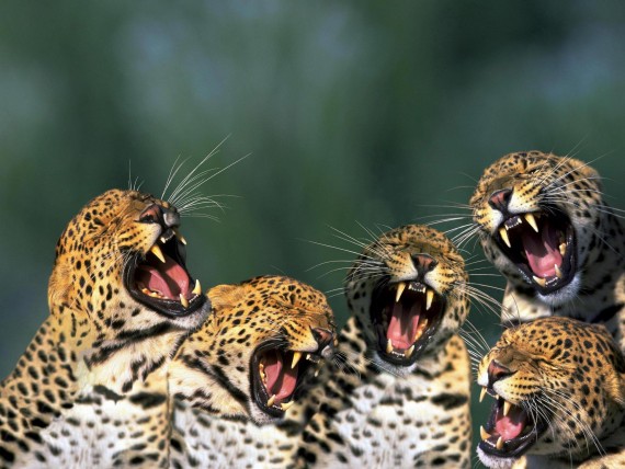 Free Send to Mobile Phone Five yawning predator Jaguars wallpaper num.11