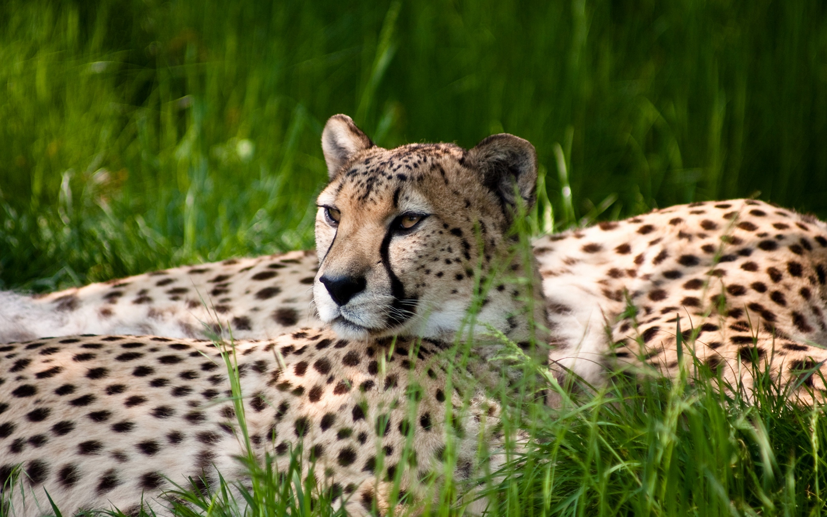 Download HQ Leopards and Cheetahs wallpaper / Animals / 1680x1050