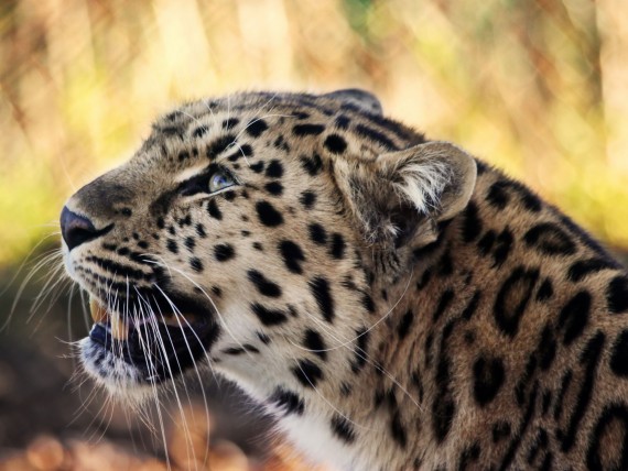 Free Send to Mobile Phone Leopards and Cheetahs Animals wallpaper num.380