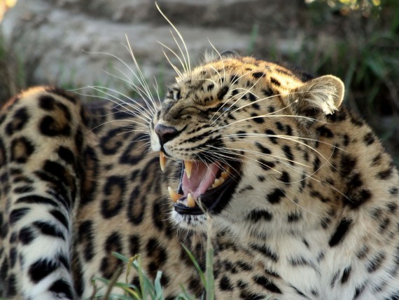 Free Send to Mobile Phone Fangs Leopards and Cheetahs wallpaper num.381