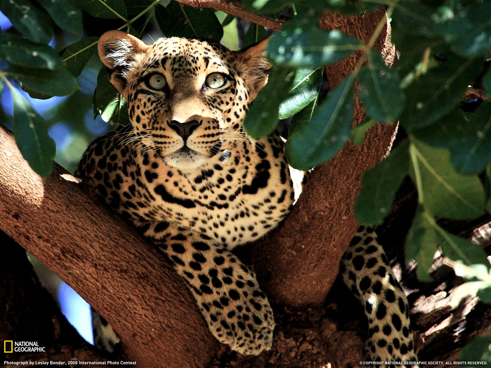 Download High quality Hunt Leopards and Cheetahs wallpaper / 1600x1200