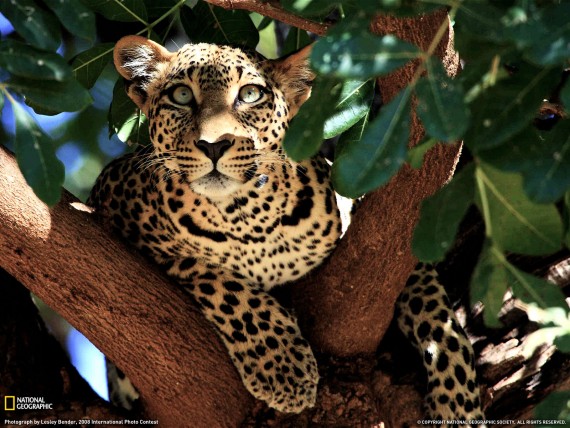 Free Send to Mobile Phone Hunt Leopards and Cheetahs wallpaper num.374