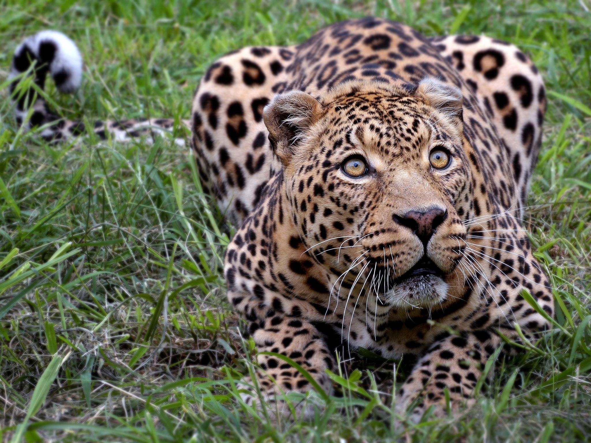 Download full size Ready to Leopards and Cheetahs wallpaper / 2048x1536
