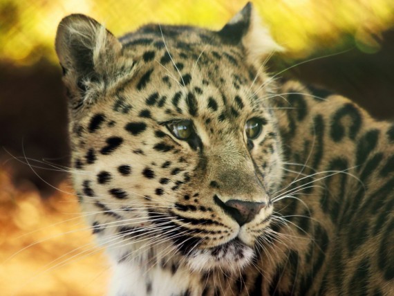 Free Send to Mobile Phone Leopards and Cheetahs Animals wallpaper num.382
