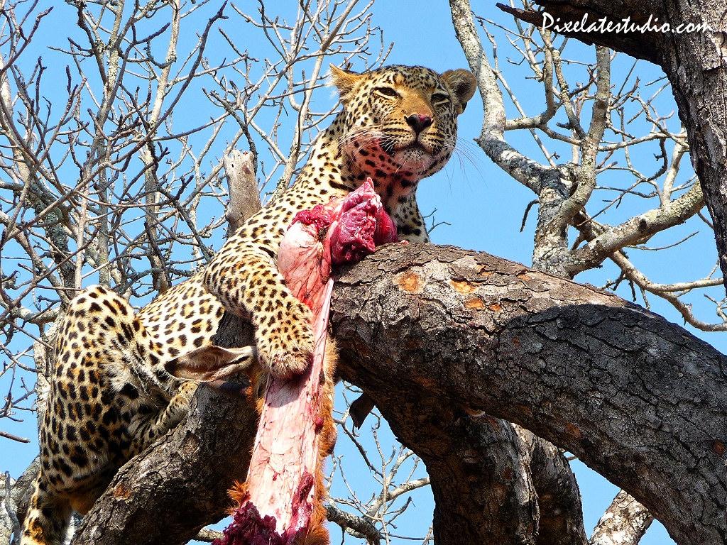 Full size In a tree with prey Leopards and Cheetahs wallpaper / 1024x768