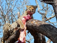 In a tree with prey / Leopards and Cheetahs