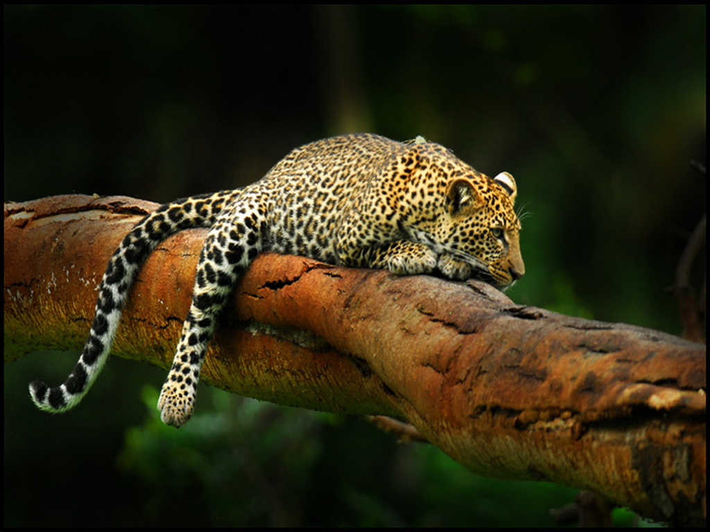 Full size Rest Leopards and Cheetahs wallpaper / 1024x768