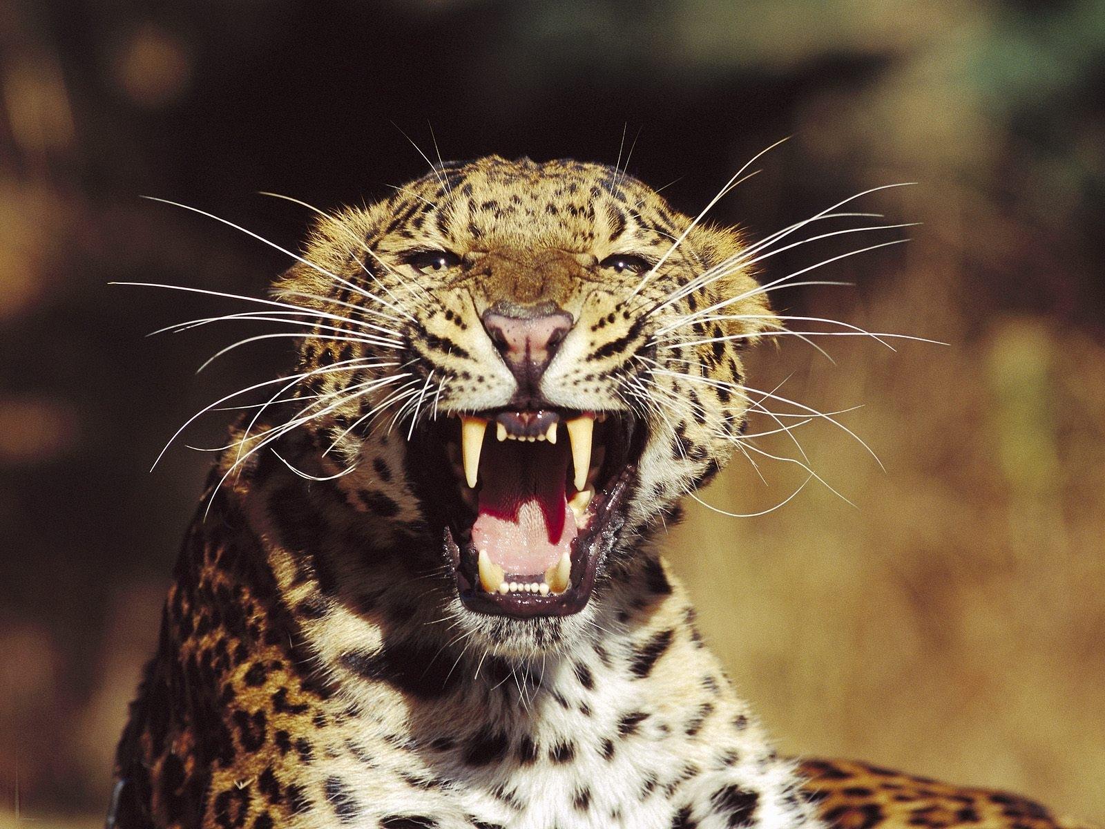 Download HQ Fangs Leopards and Cheetahs wallpaper / 1600x1200