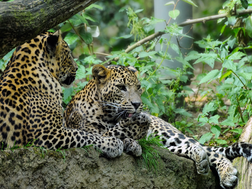 Download Couple Leopards and Cheetahs wallpaper / 1024x768