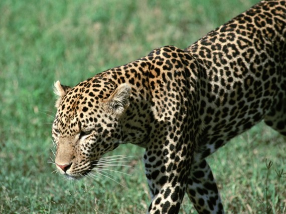 Free Send to Mobile Phone Leopards and Cheetahs Animals wallpaper num.384
