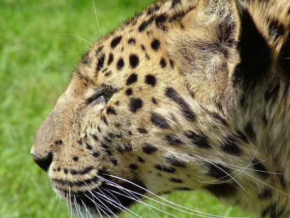 Free Send to Mobile Phone Leopards and Cheetahs Animals wallpaper num.388