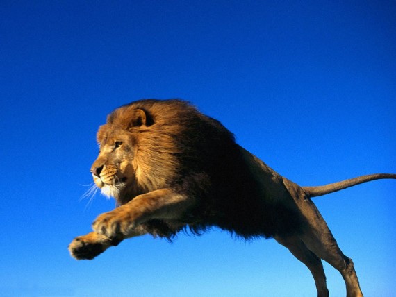 Free Send to Mobile Phone Lions Animals wallpaper num.1
