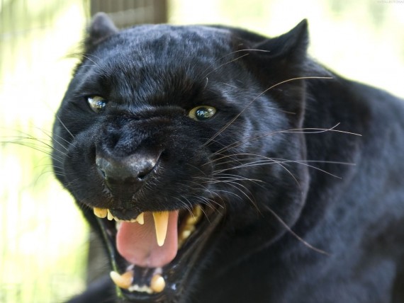 Free Send to Mobile Phone Wicked fangs Panthers wallpaper num.230