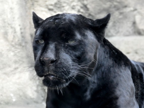 Free Send to Mobile Phone Panthers Animals wallpaper num.235