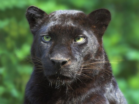 Free Send to Mobile Phone Panthers Animals wallpaper num.236