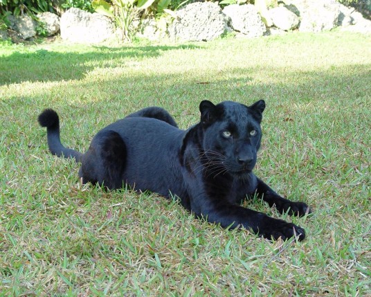 Free Send to Mobile Phone Lying on grass Panthers wallpaper num.229